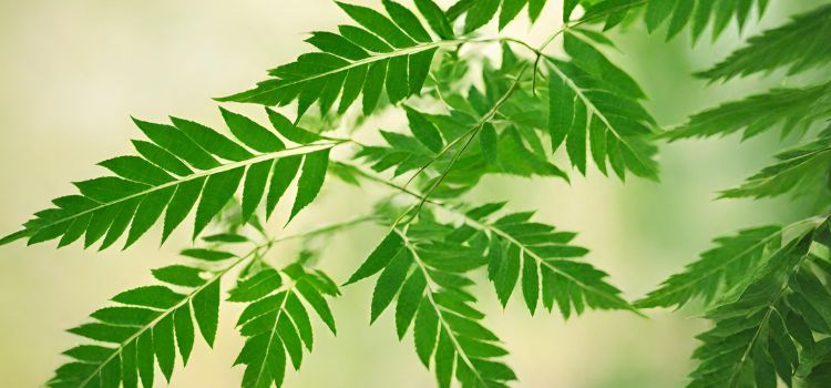 Is Neem Good For Breastfeeding Mothers? Unveiling The Mystery!