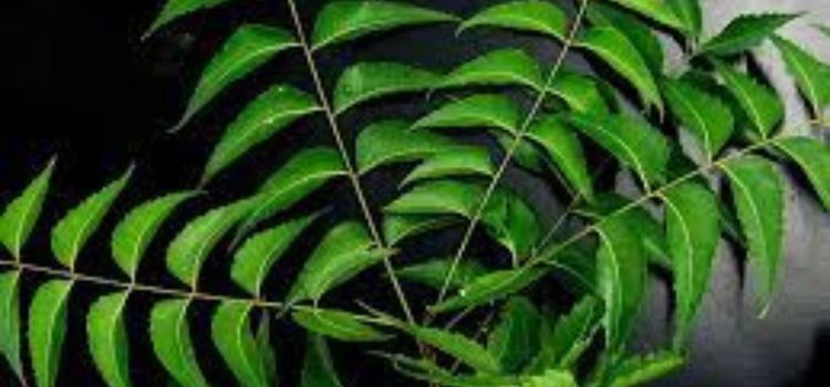 Is Neem Good for Breastfeeding Mothers