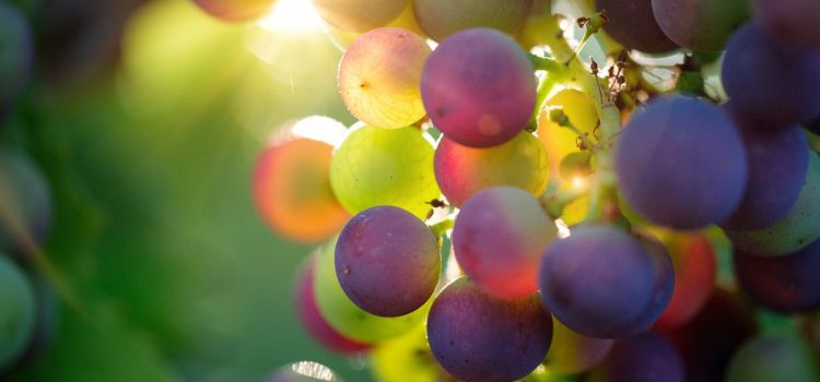 Are Grapes Good for Breastfeeding