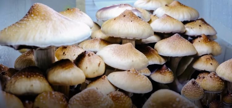 How Long does Shrooms Stay in Your System While Breastfeeding