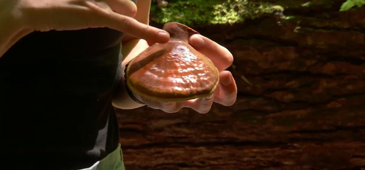 Is Reishi Mushroom Safe While Breastfeeding? Find Out The Truth!
