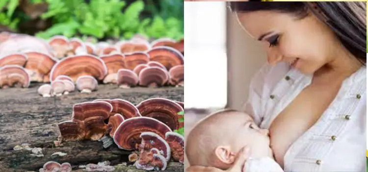 The Reishi Mushroom And Breastfeeding