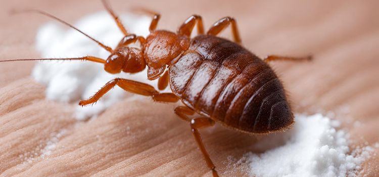 Does Baby Powder Really Suffocate Bed Bugs? Find Out the Truth!