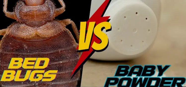 Does Baby Powder Suffocate Bed Bugs