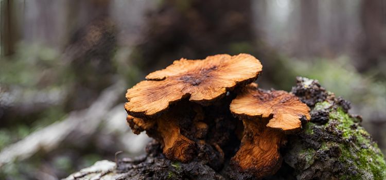 Is Chaga Safe During Pregnancy? Explore The Safety And Benefits