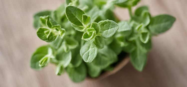 Is Oregano Safe During Pregnancy? Unveiling The Truth!