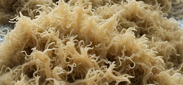 Is Sea Moss Safe During Pregnancy? Know  The Truth !