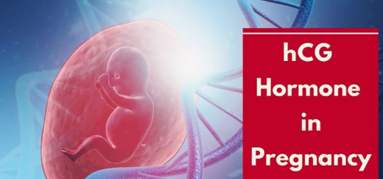The Role Of Hormones In Early Pregnancy