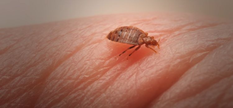 The Science Behind Bed Bug Suffocation